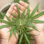 Ice ou Dry Descubra Qual Tipo de Extração de Maconha É a Melhor para Você