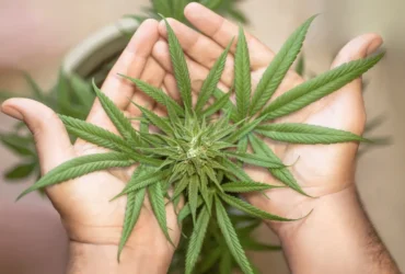 Ice ou Dry Descubra Qual Tipo de Extração de Maconha É a Melhor para Você